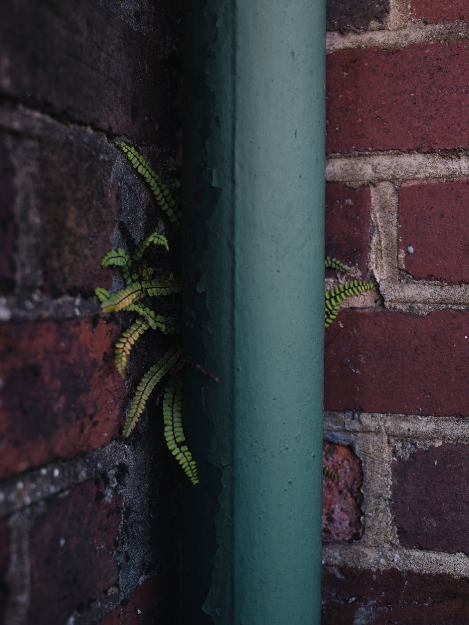 A downpipe on a brick wall with damp and climbing plants